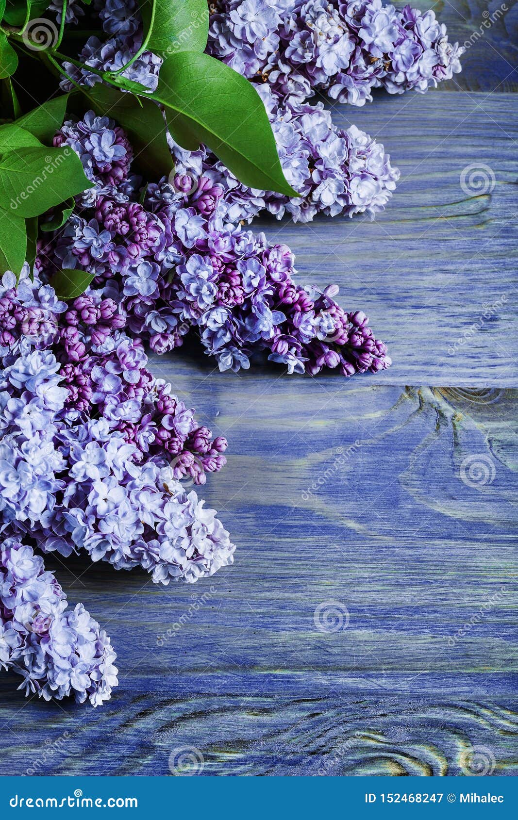 Vertical Version Lilac Flowers on Vintage Colored Wood Boads Stock