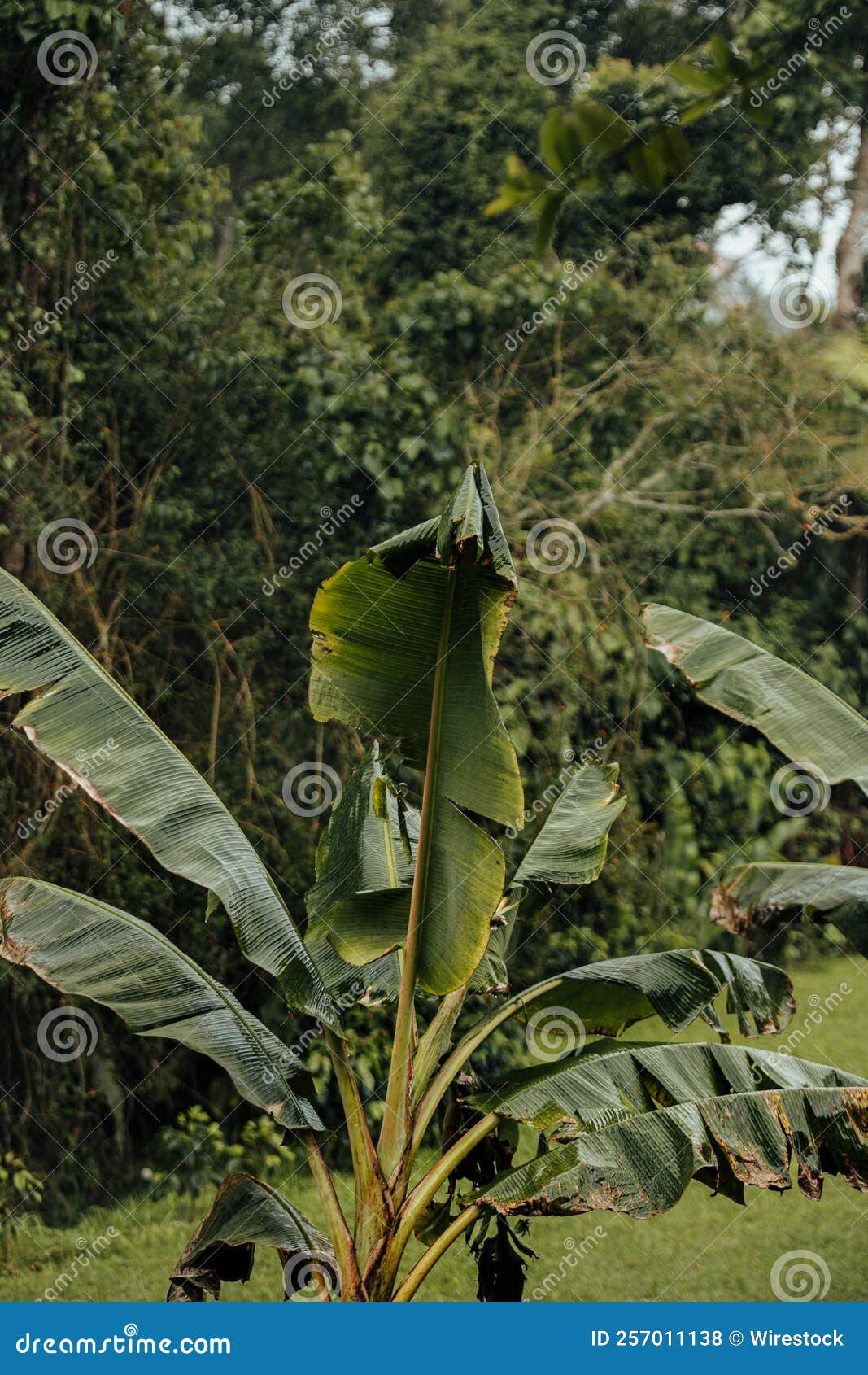 Vertical View of a Banana Plant in the Greenery Stock Photo Image of tropical, grass 257011138
