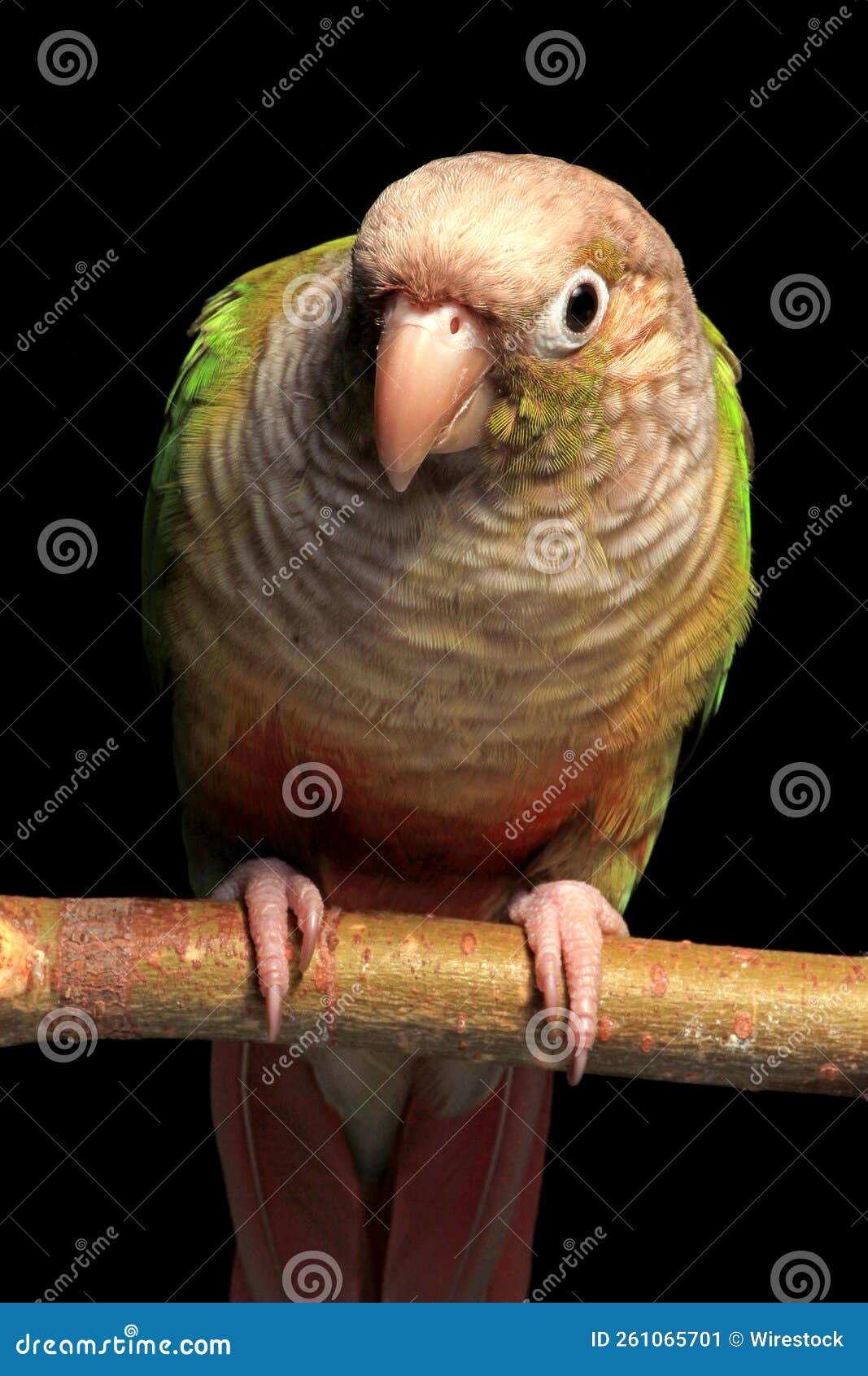 Vertical View of a Cinnamon GreenCheeked Conure Perching on a Branch