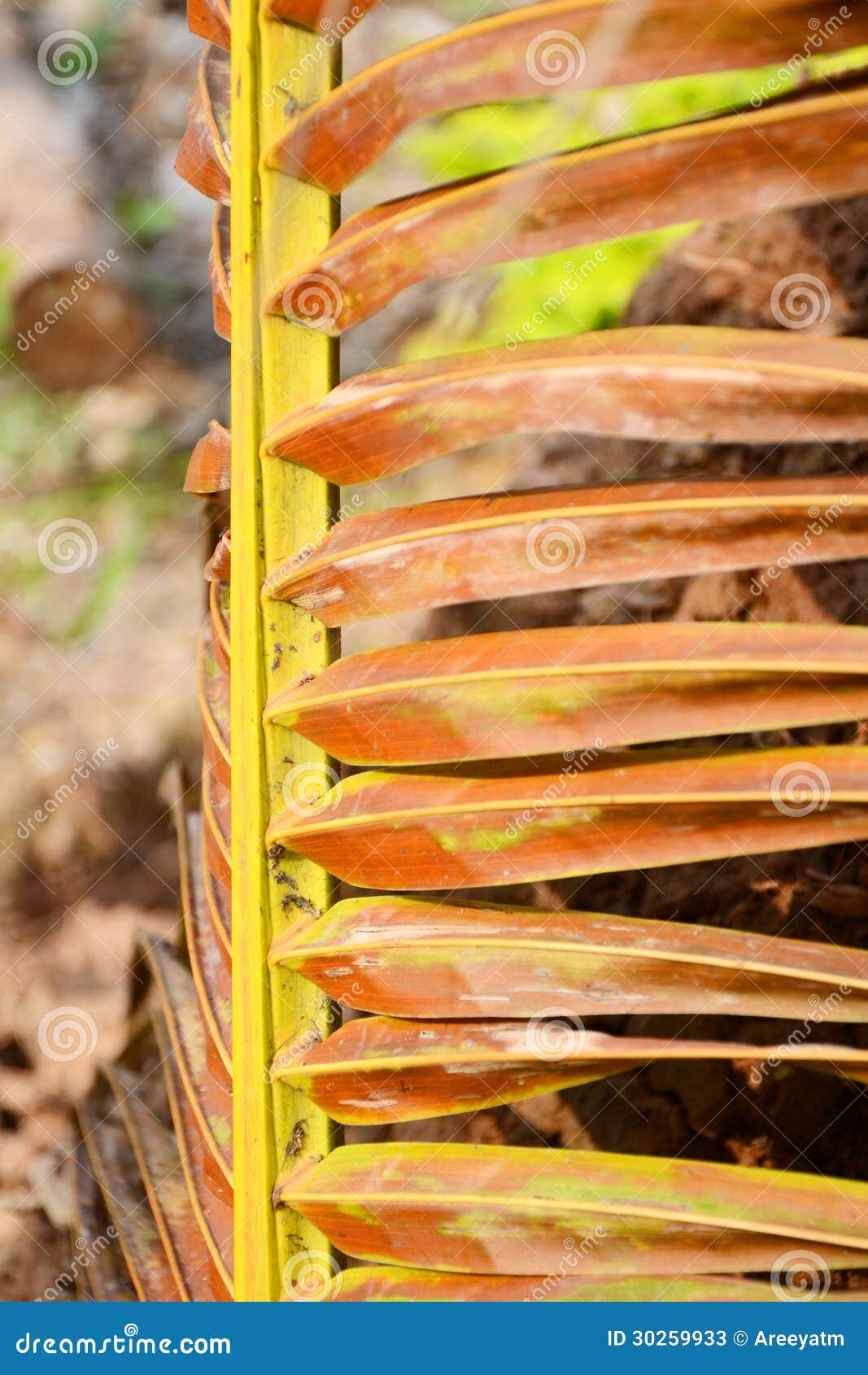Dried coconut leaves. stock image. Image of orchard, garden 30259933