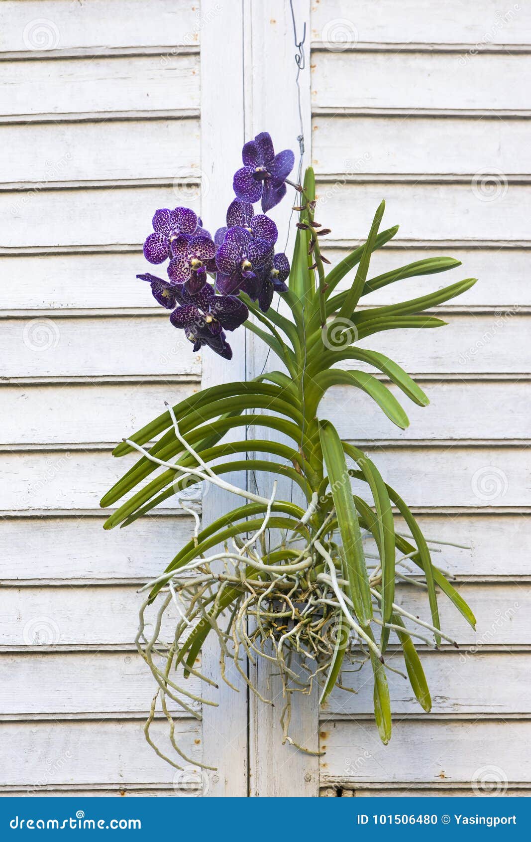 Vertical View of Orchid Flower Hanging on a Wall Stock Photo Image of container, blossom