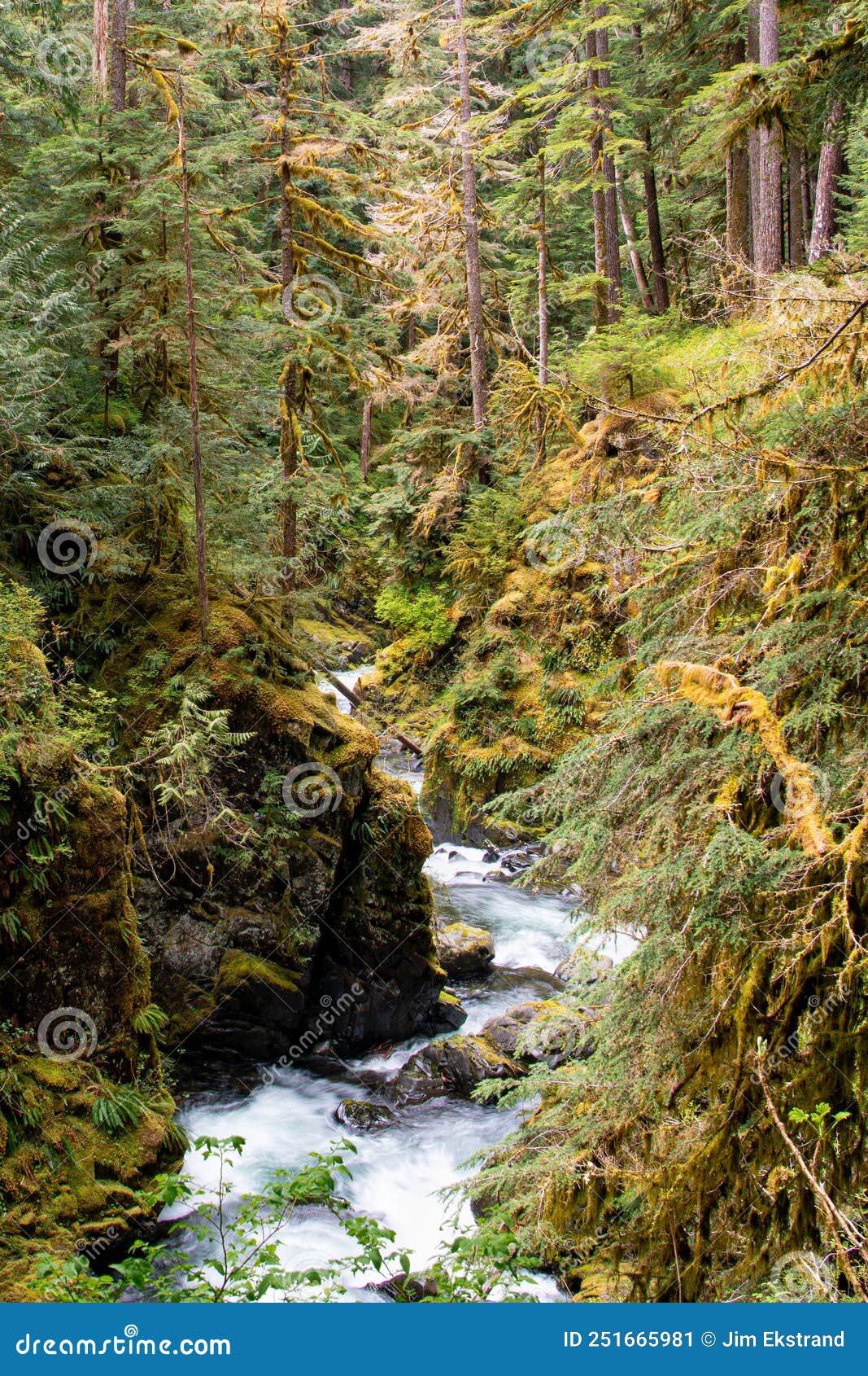 Vertical View Of Sol Duc River In A Canyon In Olympic National Park