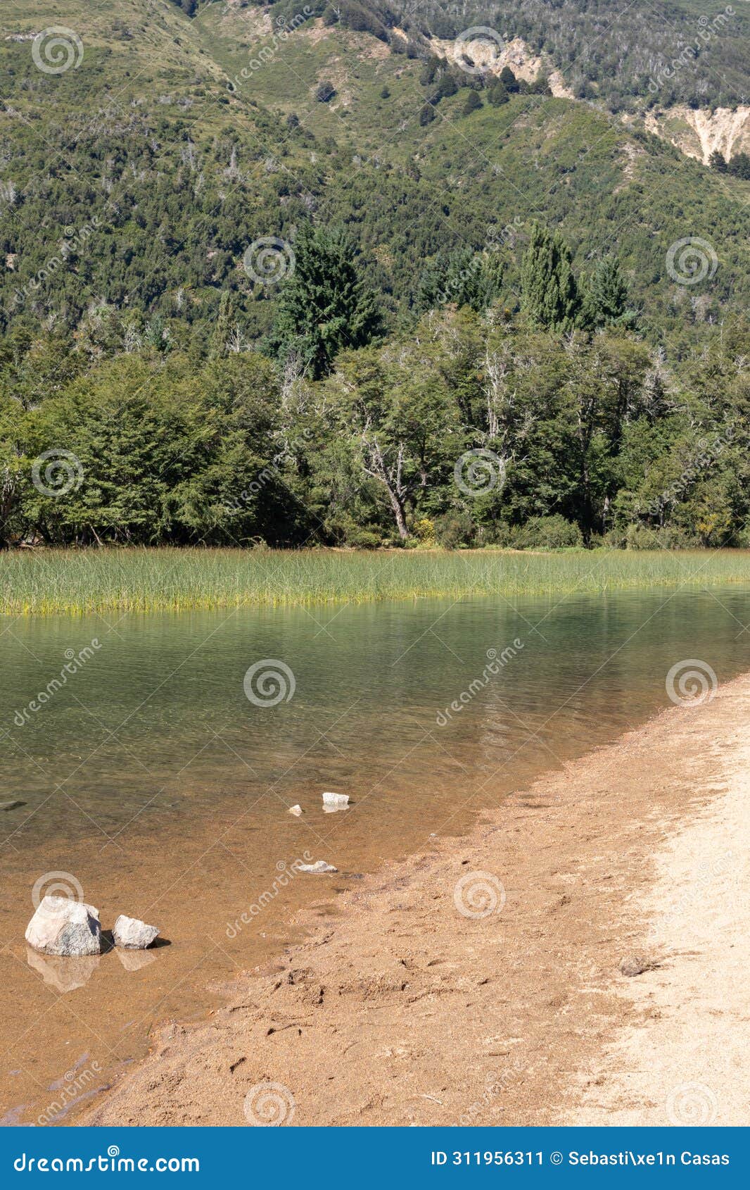 vertical view of transparent lake water with brown ground, and forest full of trees in mountains as background in lago falkner,