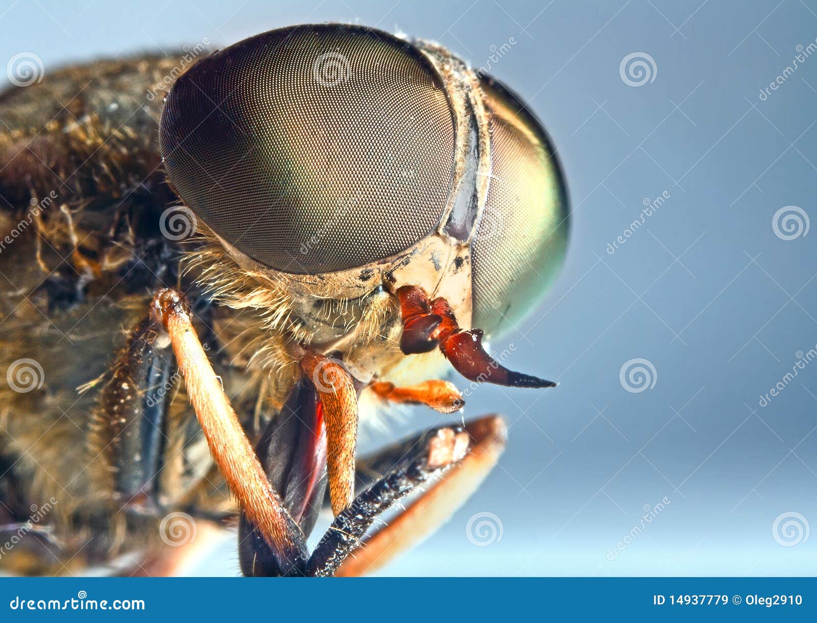 Verticale D Un Insecte De Taon Image Stock Image Du Bouche Grossissement