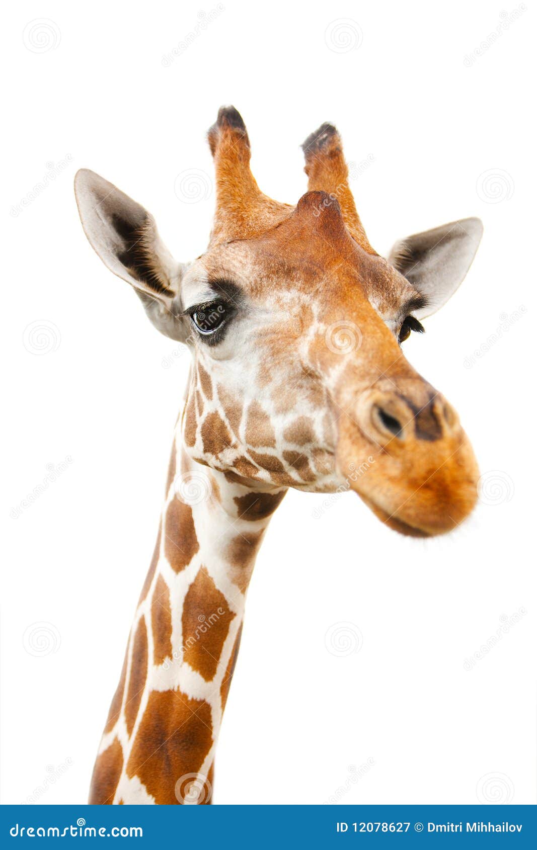 Verticale de plan rapproché de giraffe au-dessus du fond blanc avec l'orientation sur des yeux