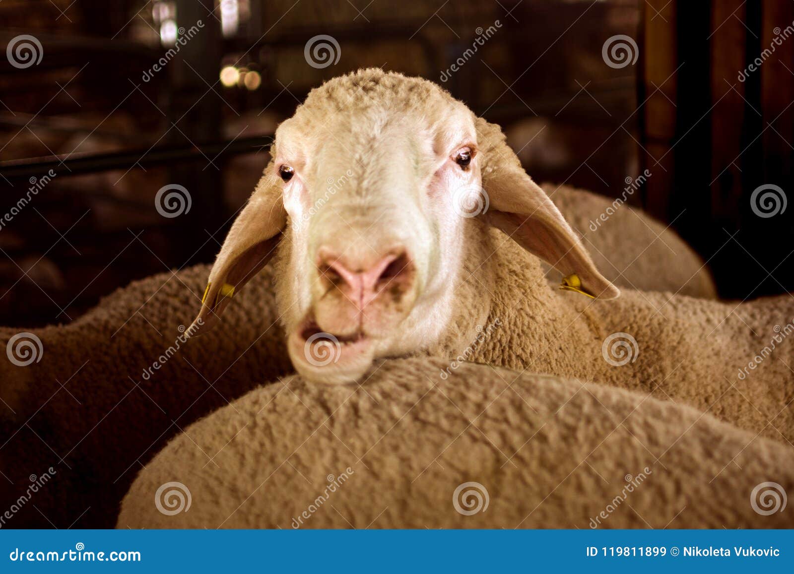 Verticale Drole De Moutons Image Stock Image Du Betail