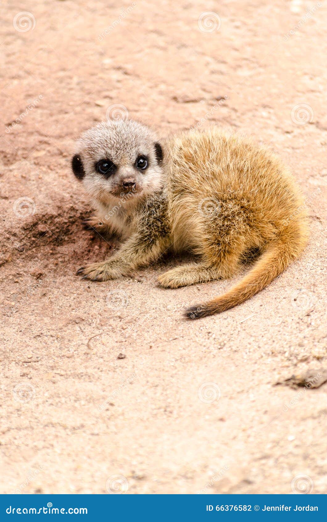 Verticale Mammifere De Jeune Mangouste De Chiot De Meerkat De Bebe Photo Stock Image Du Verticale Mignon Verticale Mammifere De Jeune Mangouste De Chiot De Meerkat De Bebe Photo Stock Image Du Verticale Mignon