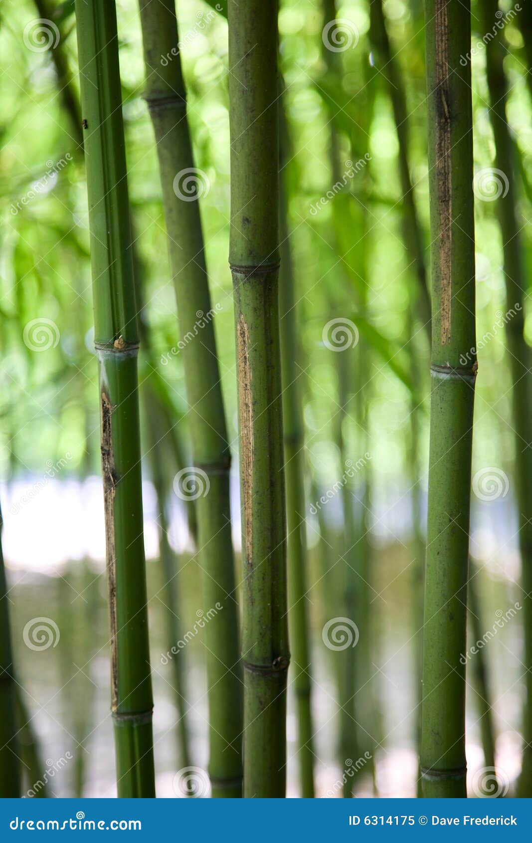 Verticali di bambù. Un colpo di bambù che transects il blocco per grafici dall'alto al basso