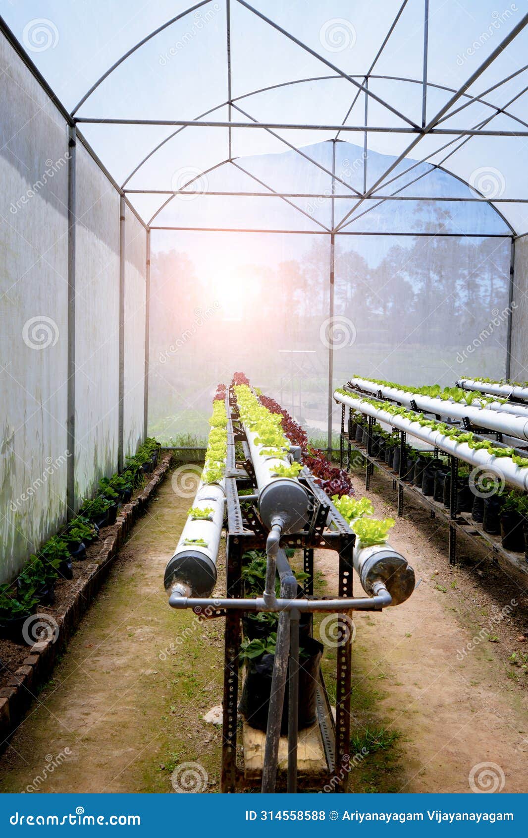 verticulture farm, plant vegetables vertically in used pipes and buckets