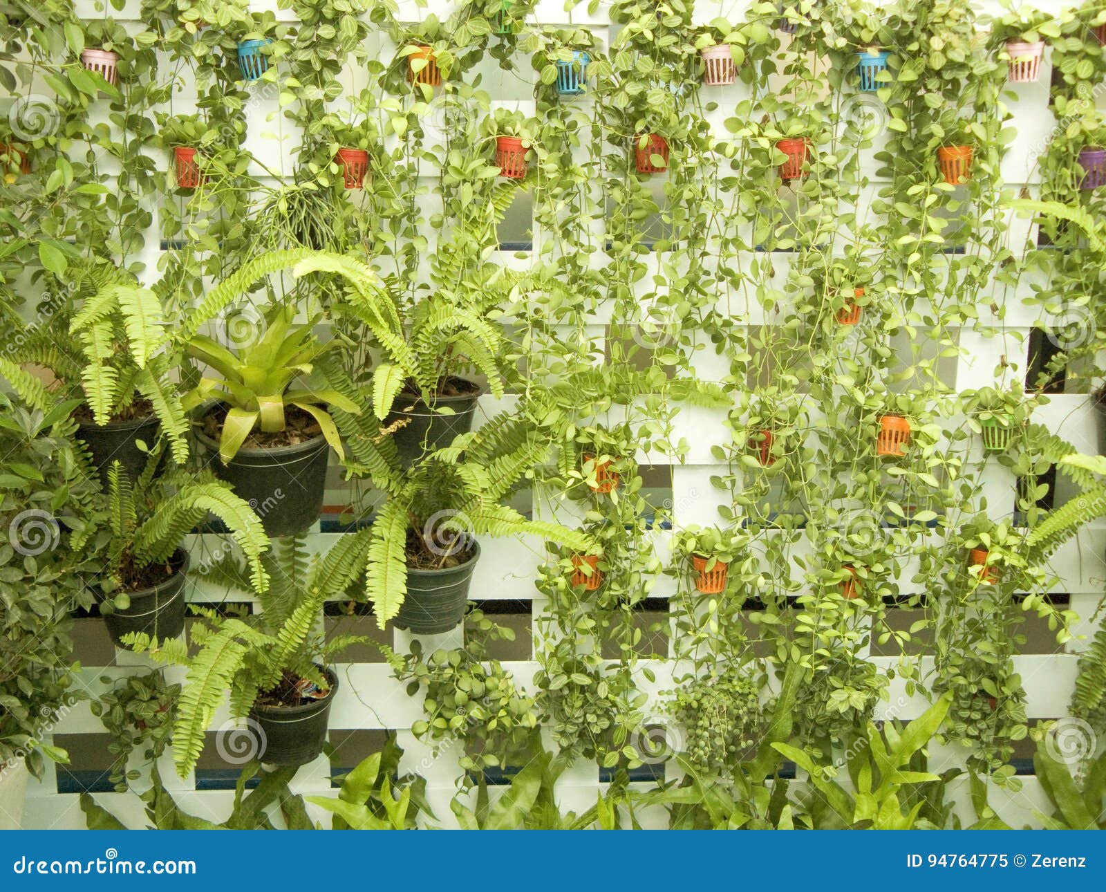 Vertikaler Garten Auf Weissem Holz Stockbild Bild Von Gealtert Gebaude 94764775