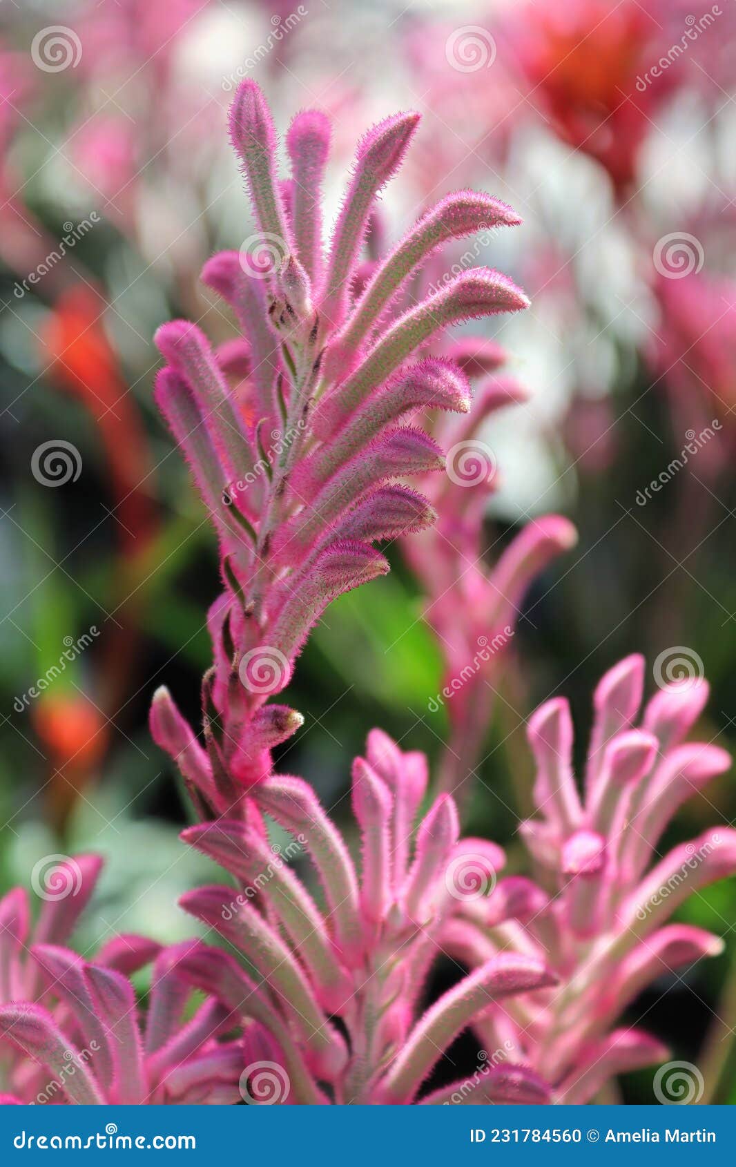 Vertikalfotos Einer Rosa Kängurupflanze Stockfoto Bild