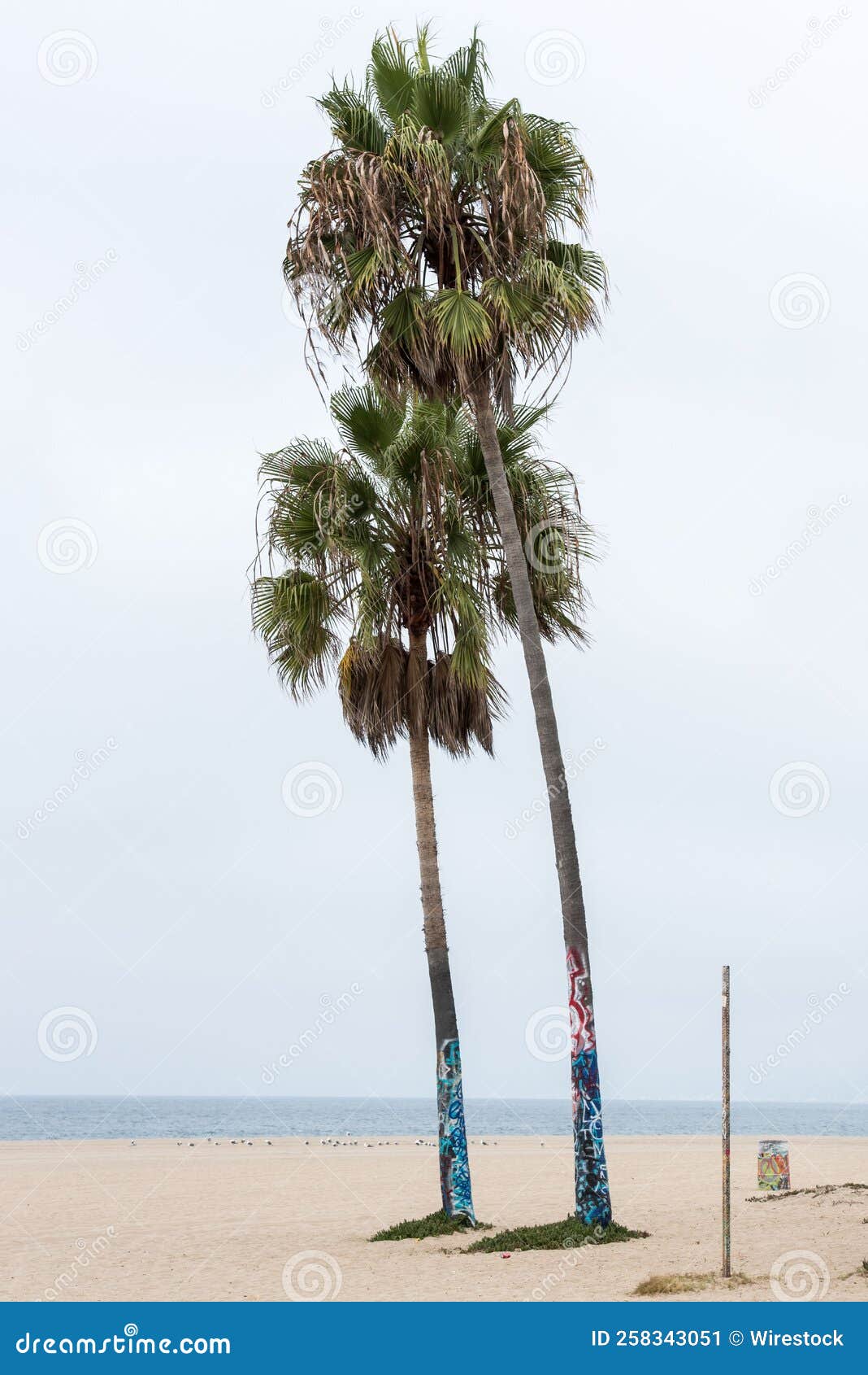 Vertikalschlag Der am Ufer Wachsenden Palmen Stockbild - Bild von ...