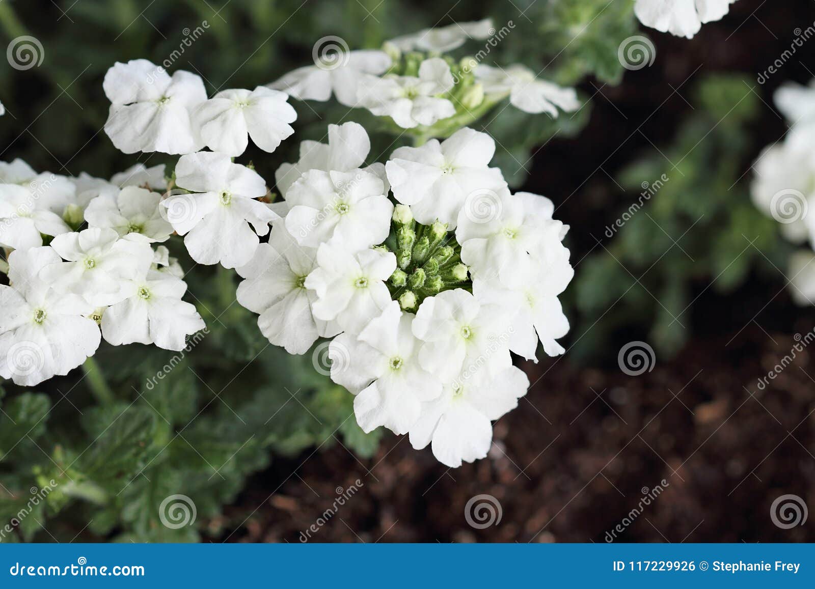 Verveine blanche de jardin photo stock. Image du floral - 117229926