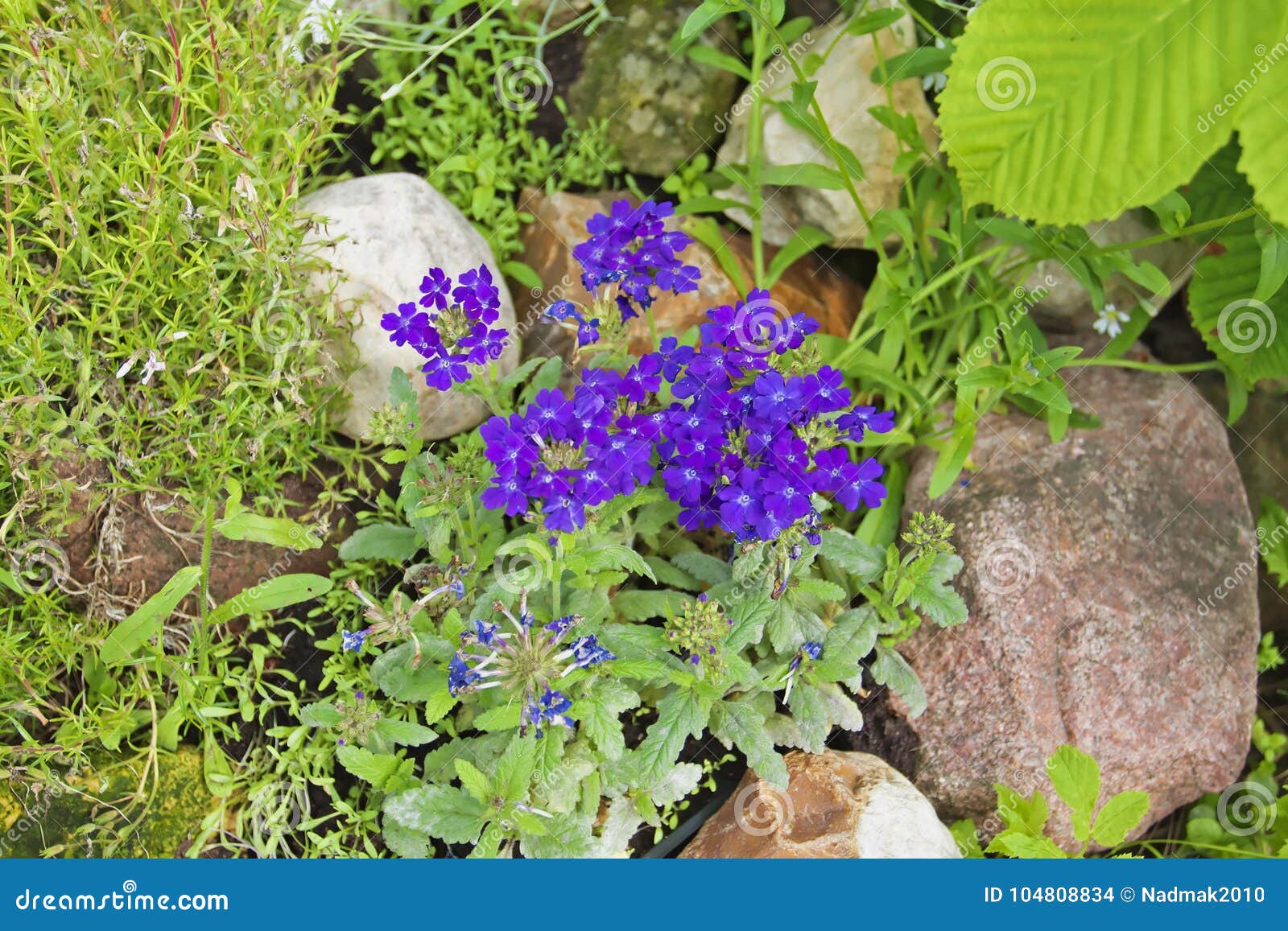 Verveine Bleue Sur Une Colline Rocheuse Dans Le Jardin Photo stock - Image  du flore, vert: 104808834