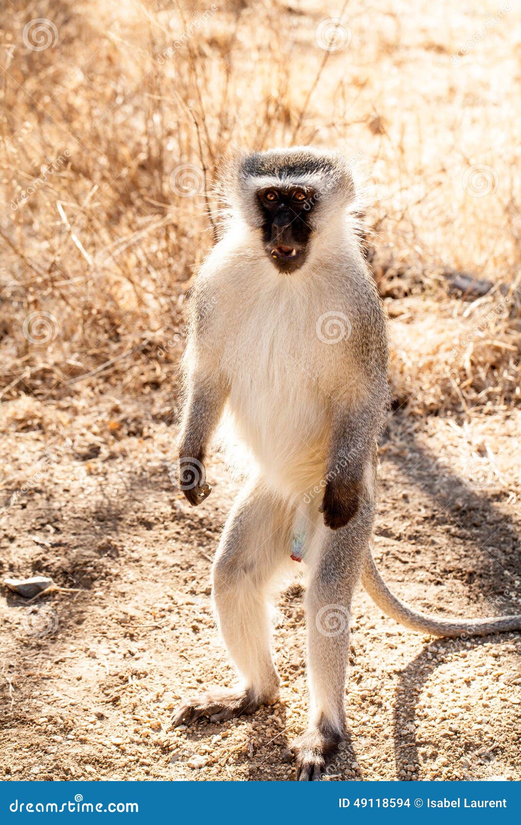 vervet adult male monkey