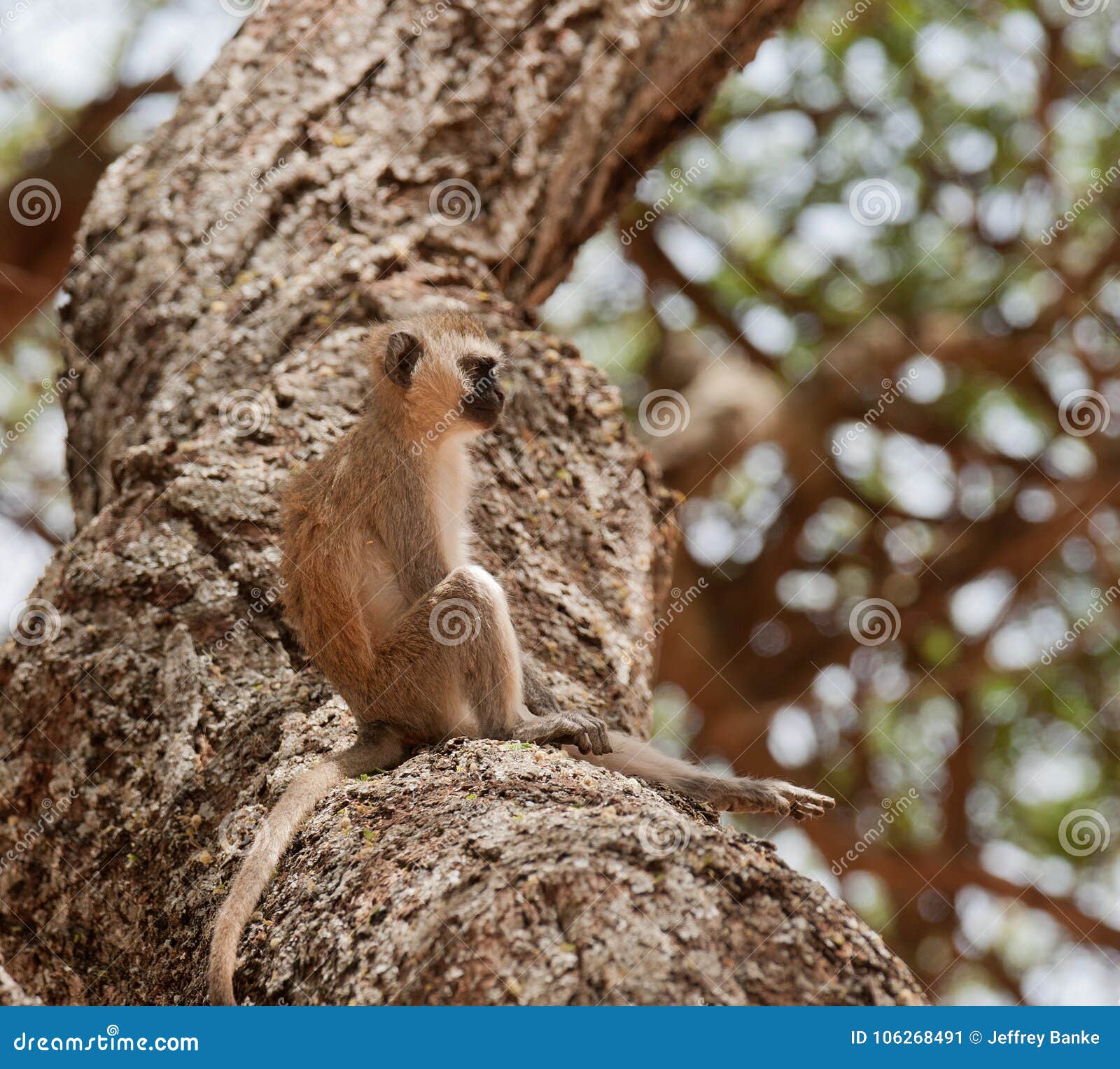 Vervet-Affe, der in einem Baum sitzt. Wissenschaftlicher Name Vervet-Affen: cercopthecus aethiops oder Tumbiili in Swaheli, Schuss auf Safari im Nationalpark Tarangire in Tansania