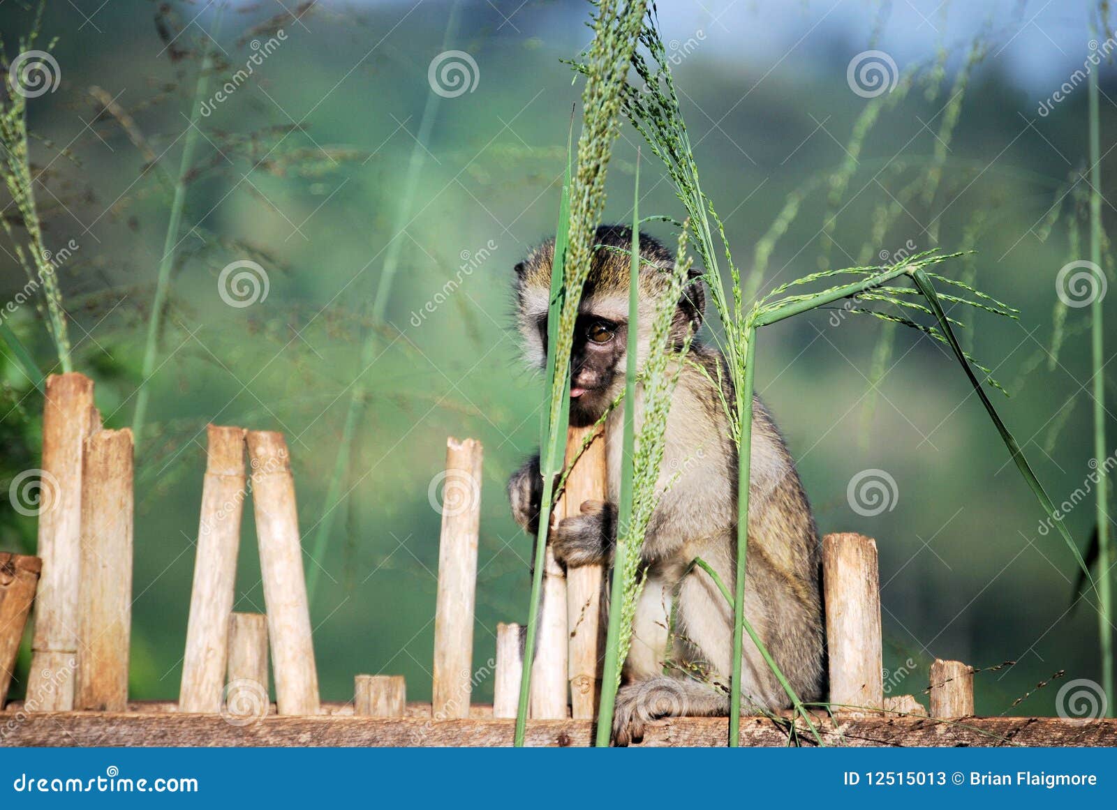 vervet monkey