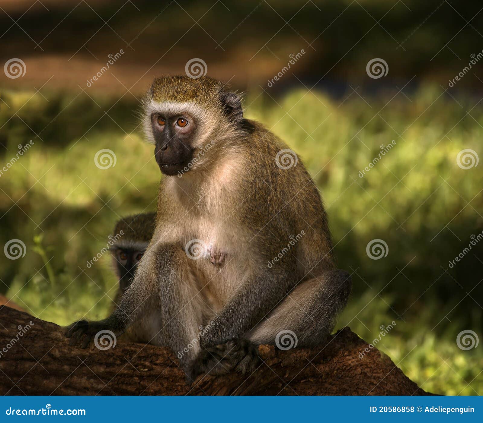 vervet monkey, africa