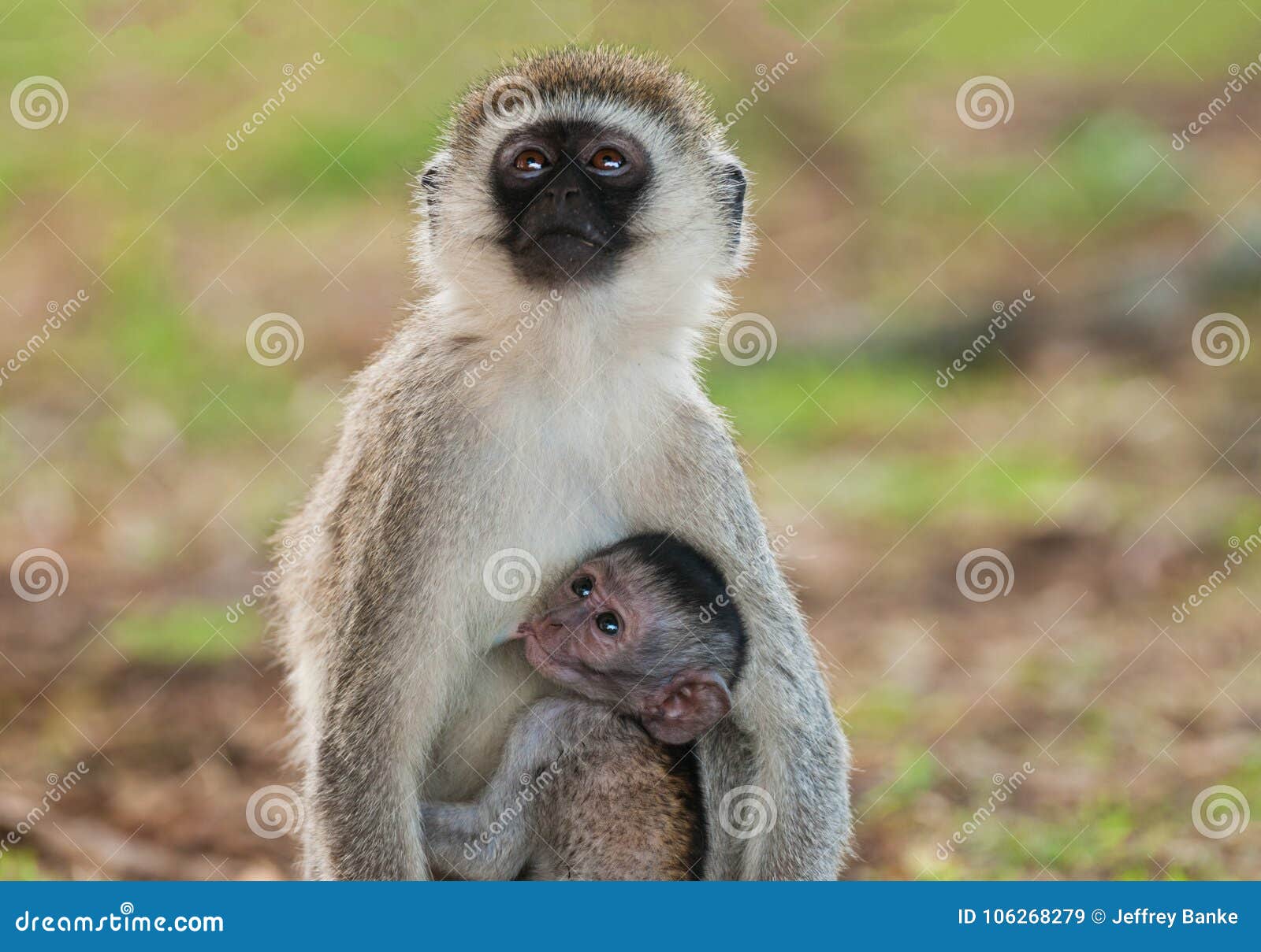 Vervet Monkey with Baby Suckling Stock Image Image of teat, safari