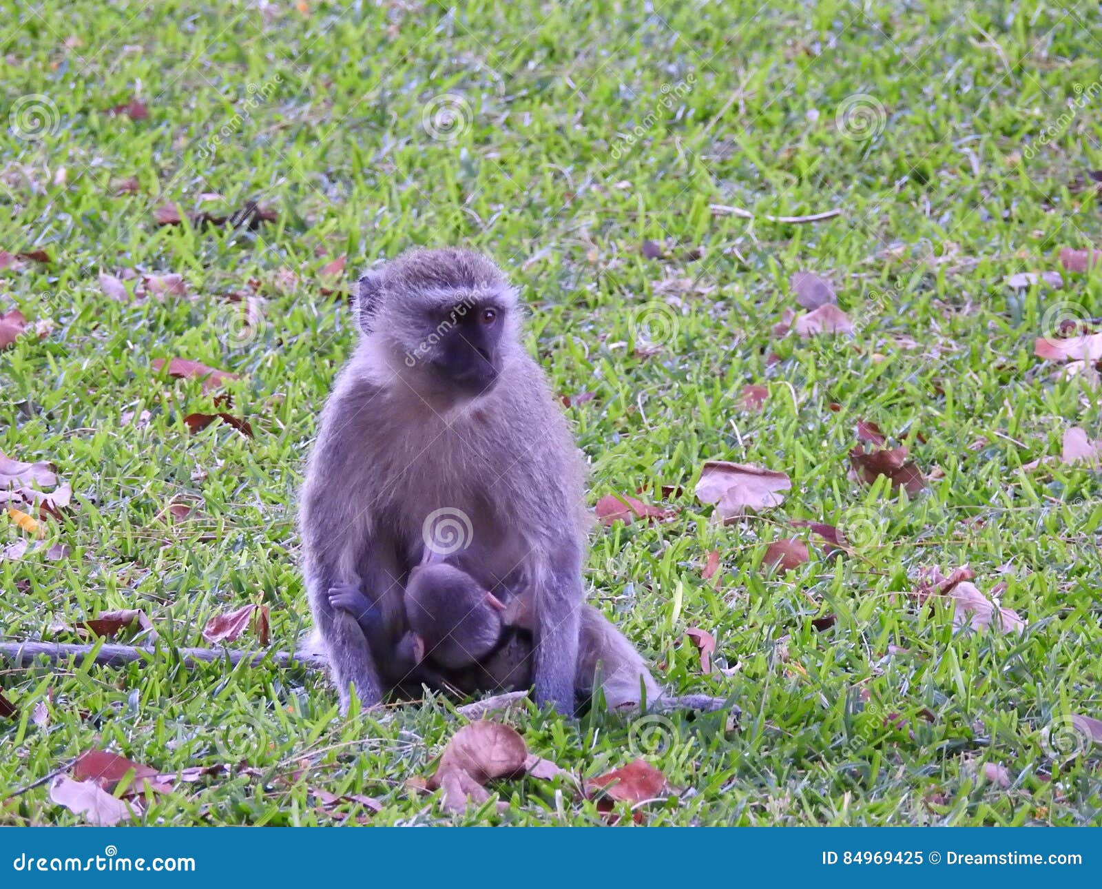 vervet monkey breastfeeding