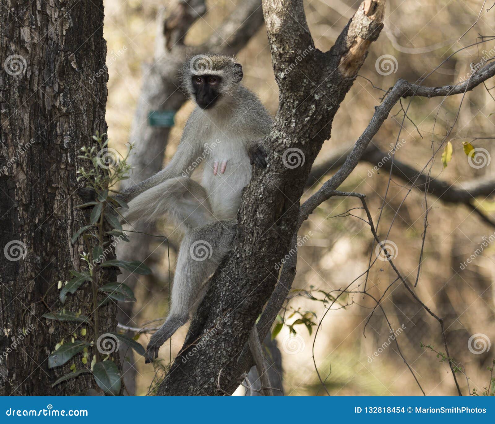 vervet monkey, cercopithecidae