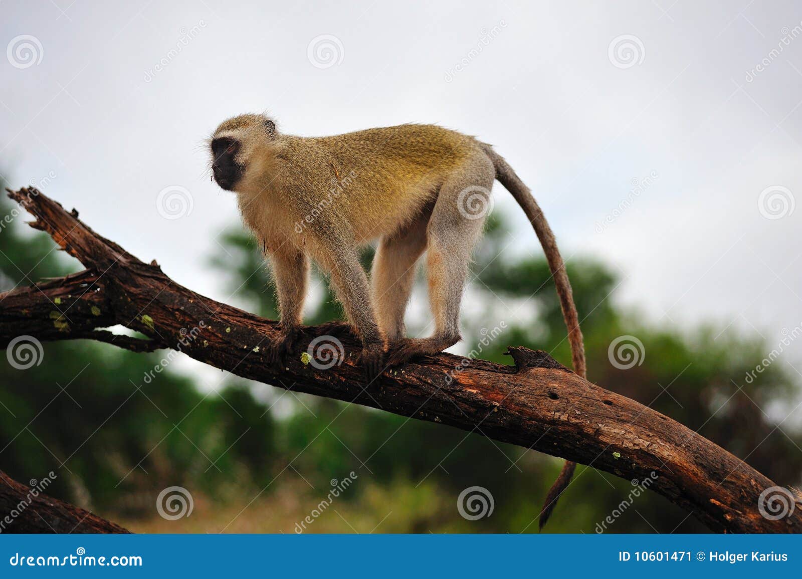 vervet monkey (ceropithecus aethiops)