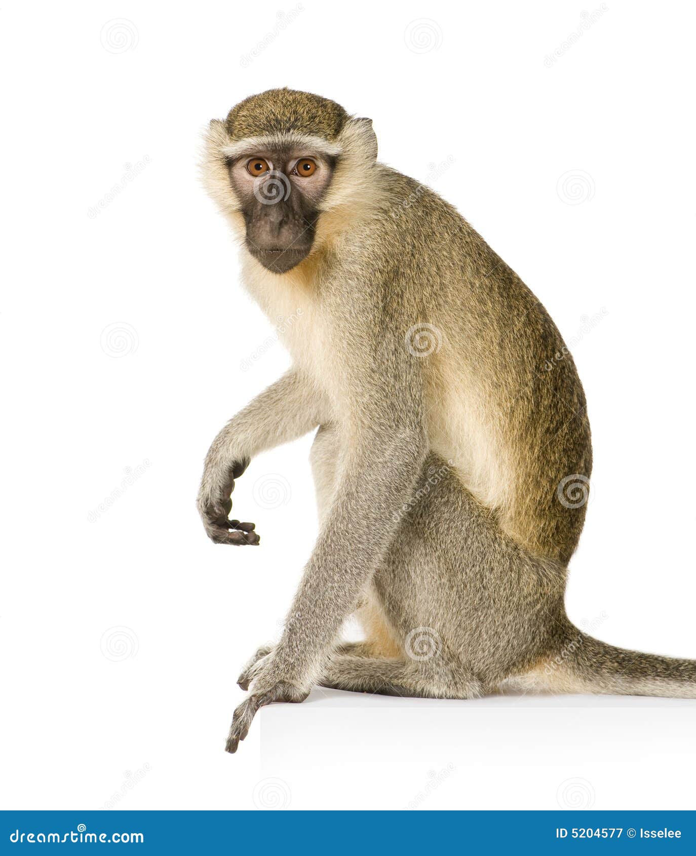 vervet monkey - chlorocebus pygerythrus