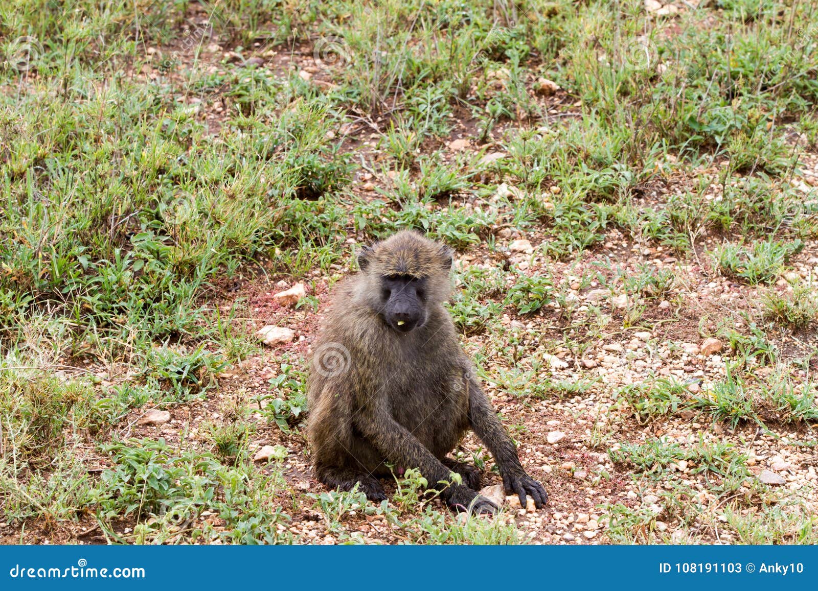 vervet monkey chlorocebus pygerythrus with baby