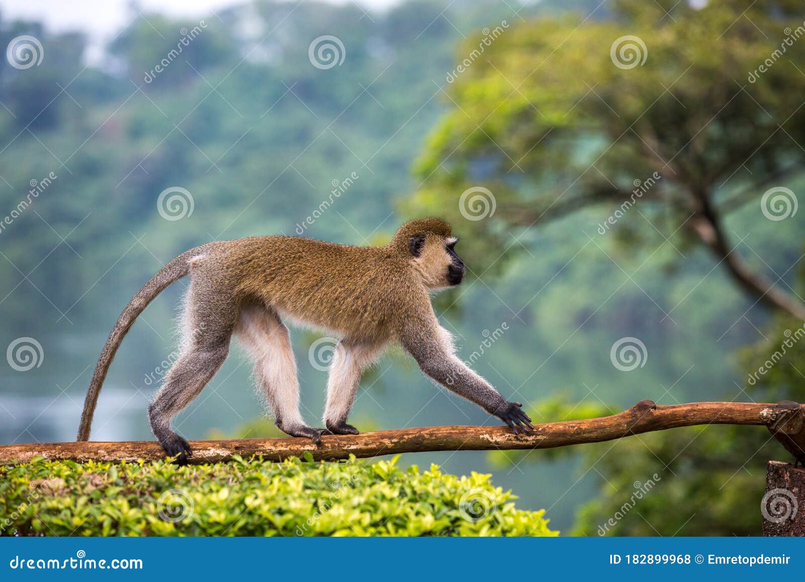 vervet monkey, chlorocebus pygerythrus in jinja, uganda.