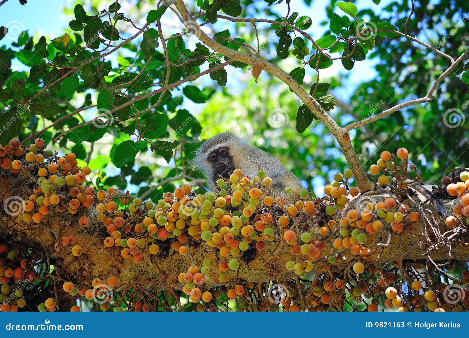 vervet monkey in fig-mulberry tree