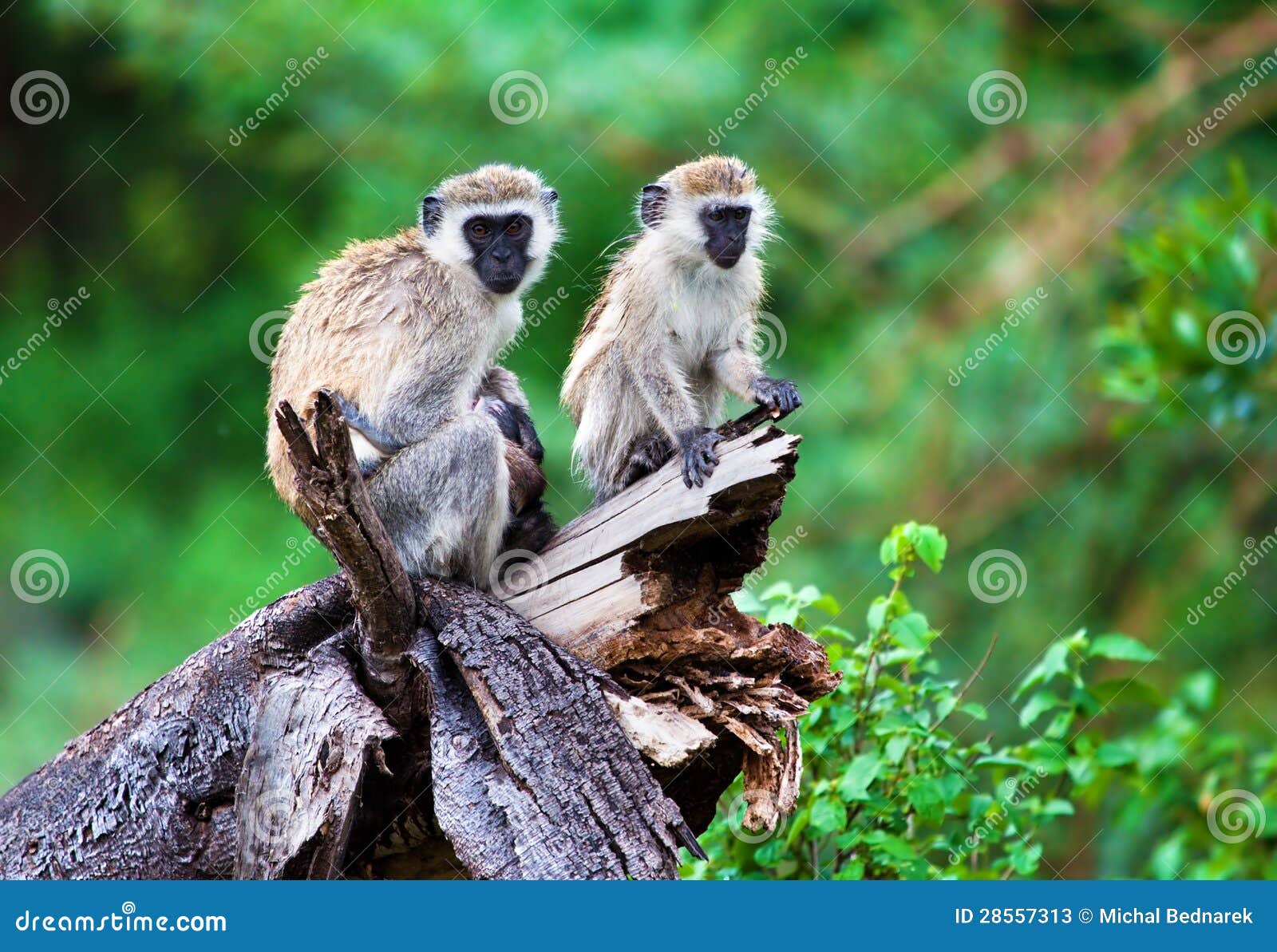 the vervet monkey, lake manyara, tanzania, africa.