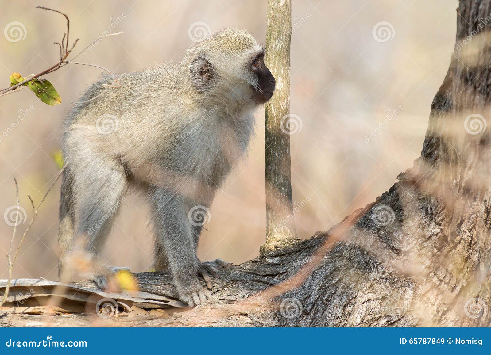 Vervet monkey looking at tree. A Vervet monkey standing on a tree branch looking up