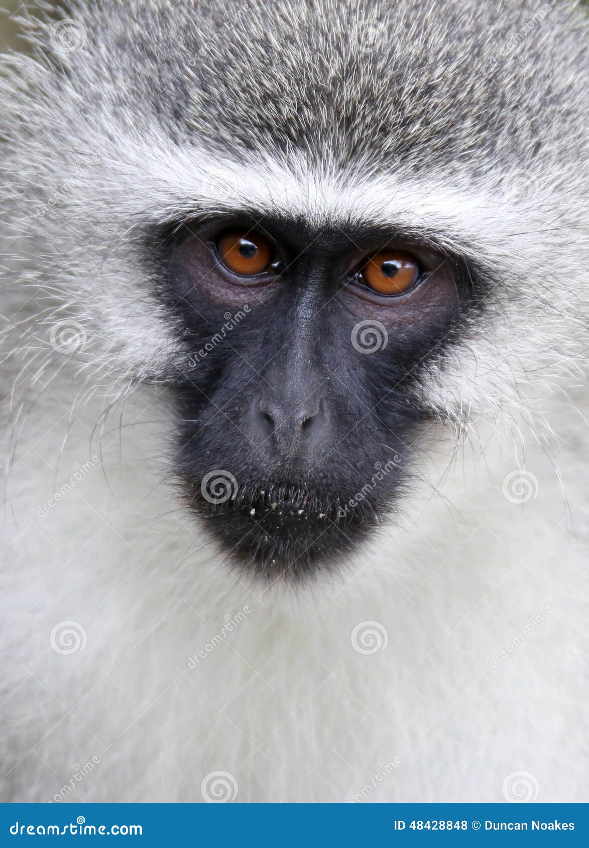 vervet monkey portrait