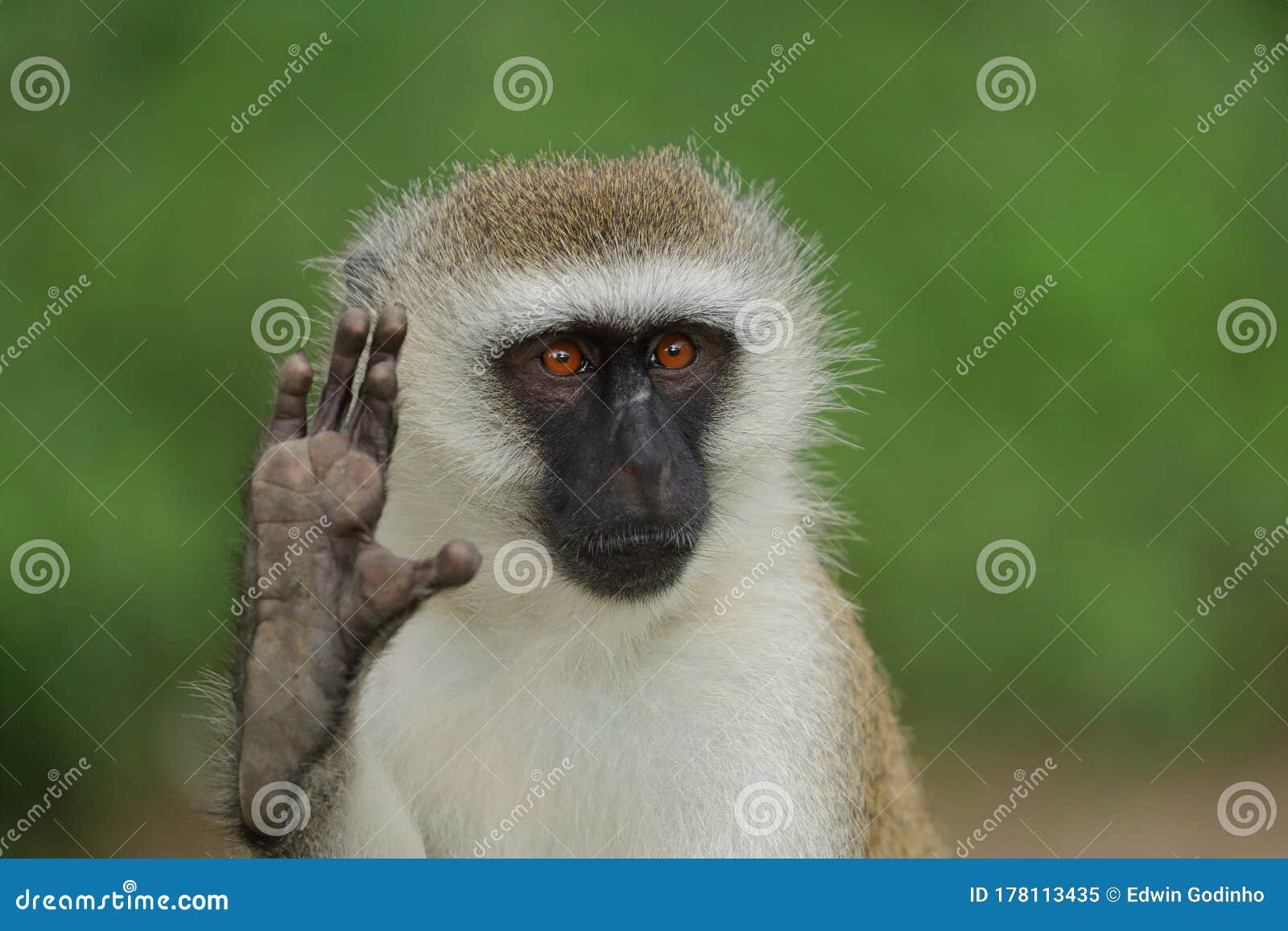 Vervet monkey