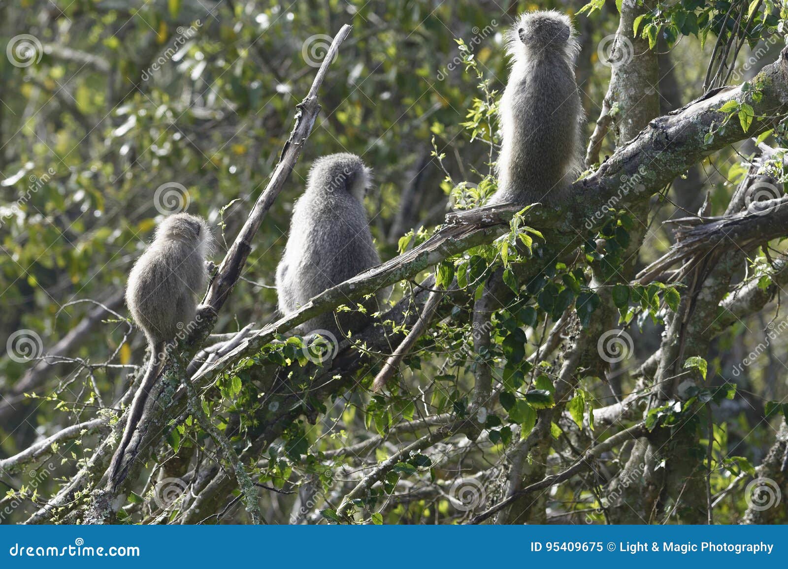 Vervet Monkey, South Africa Stock Image Image of park, herbivore