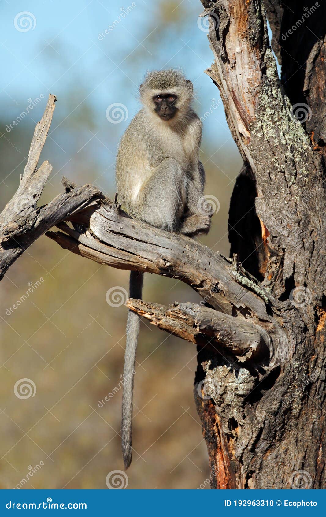 vervet monkey in a tree