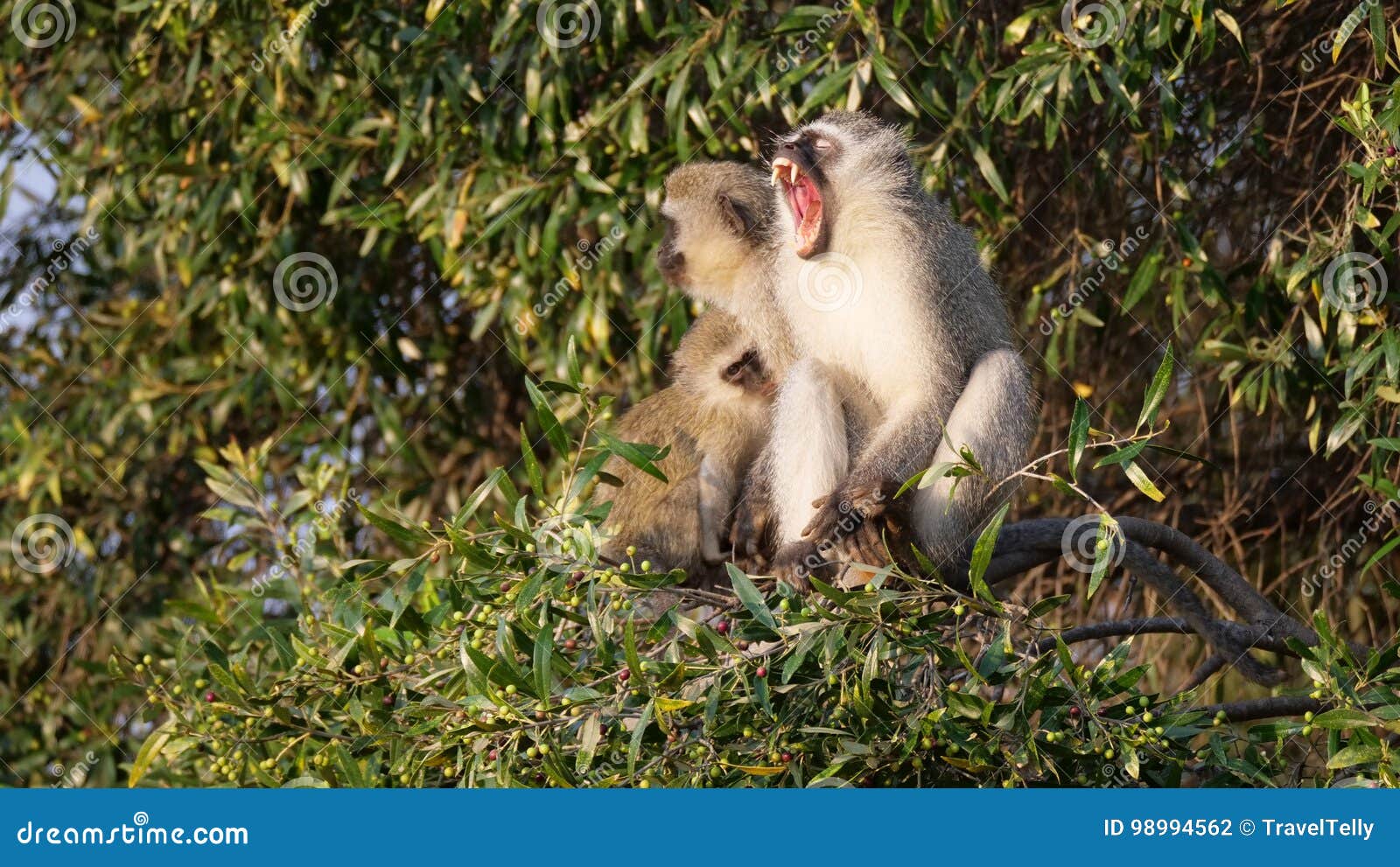 Vervet Monkey Yawning In A Tree Stock Photo - Image of ...