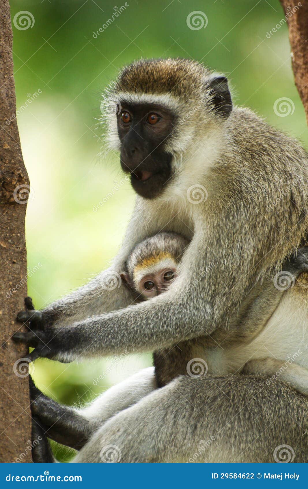vervet monkey with a young