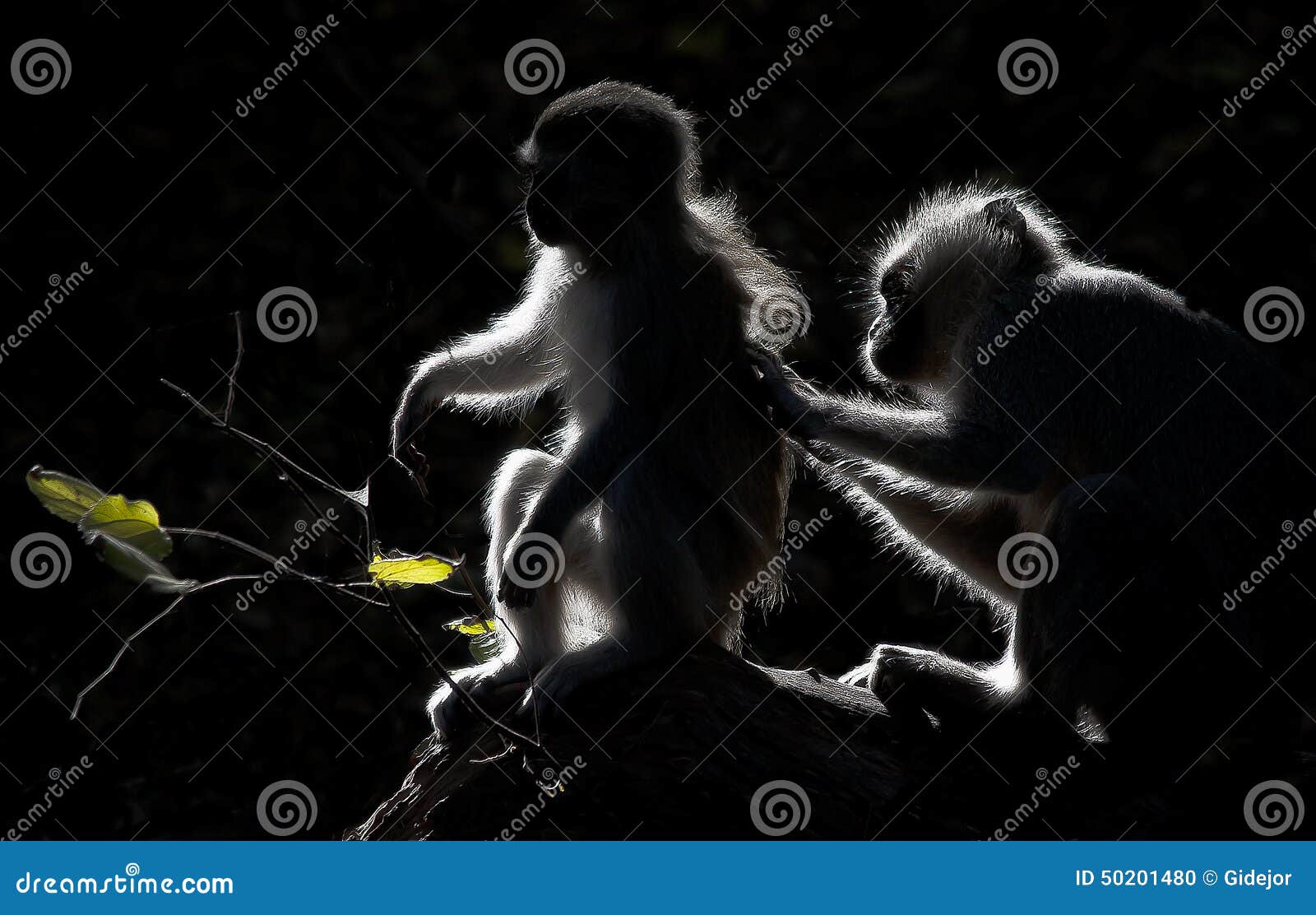Vervet Monkeys Grooming at Sunset Stock Photo Image of beautiful