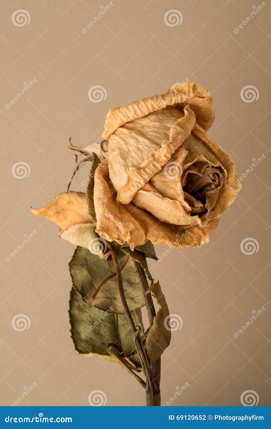 Verwelkte Blume Auf Stamm Mit Blättern Stockfoto Bild von blüte