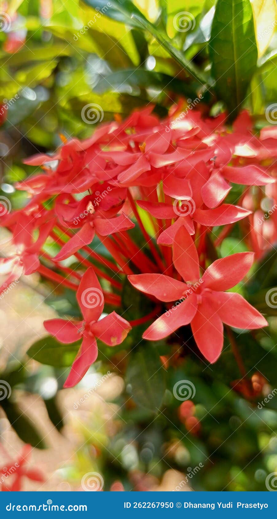 Very Aesthetic Jungle Geranium Flower Stock Photo Image of plants