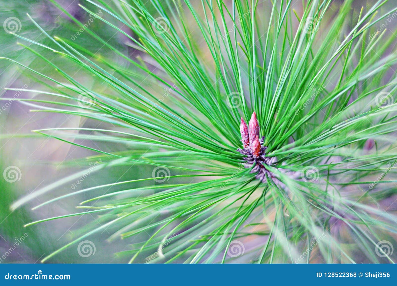 Very Artistically Artistic Branches Stock Photo - Image of artistic
