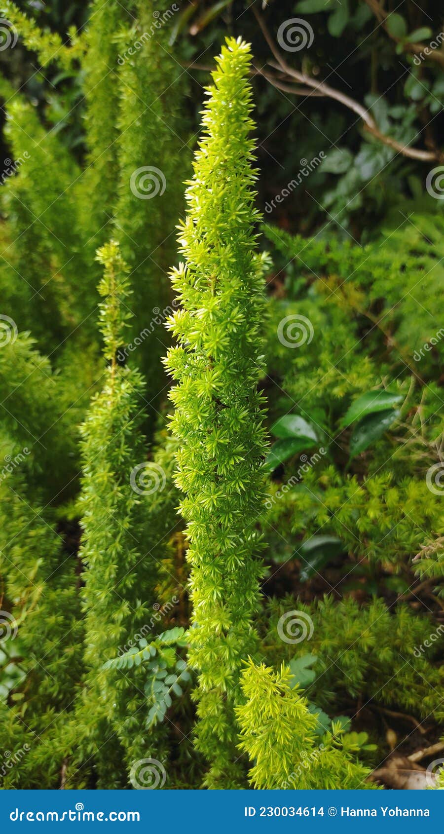 Asparagus Fern 'Myersii' (Asparagus densiflorus)