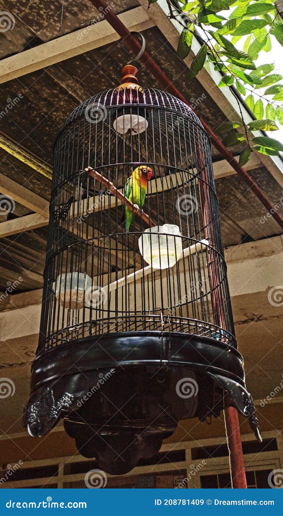 A Very Beautiful Bird but in a Cage Stock Image - Image of love ...