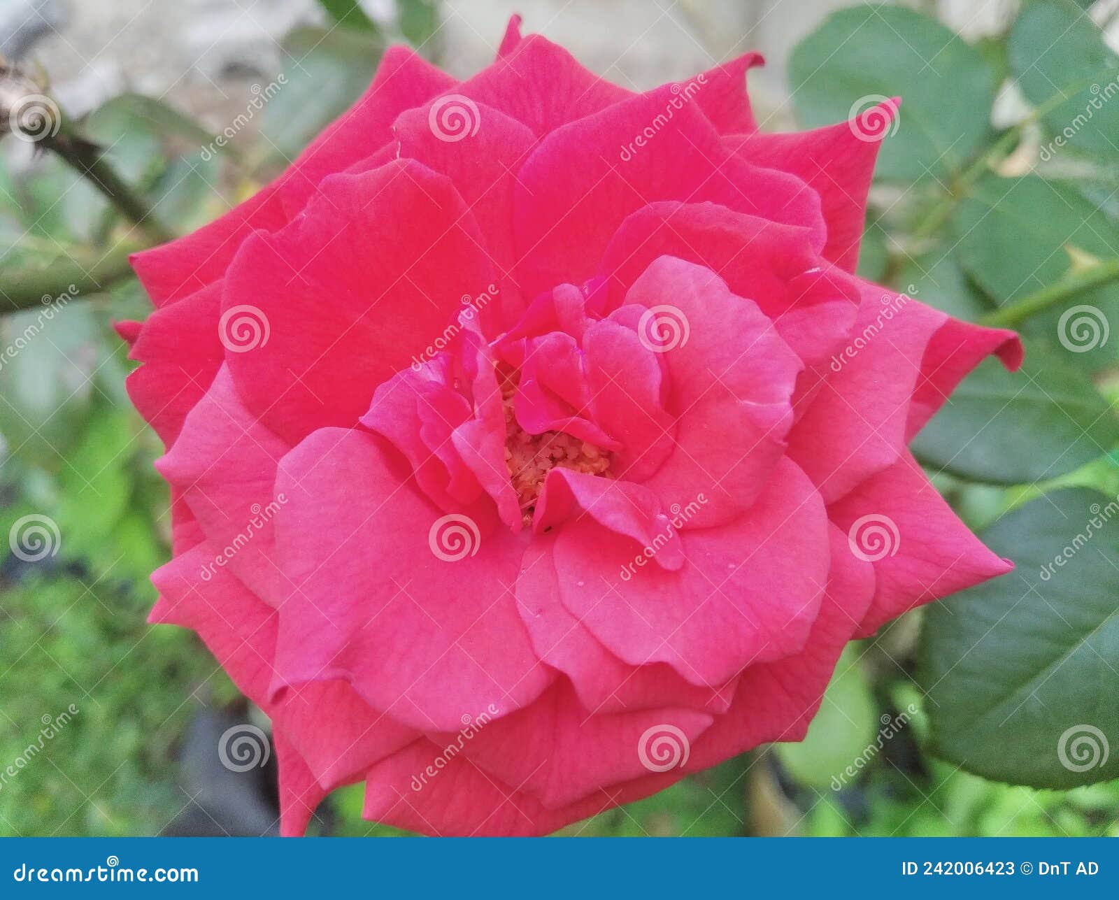 Very Beautiful Blooming Roses Stock Image Image of roses, blooming