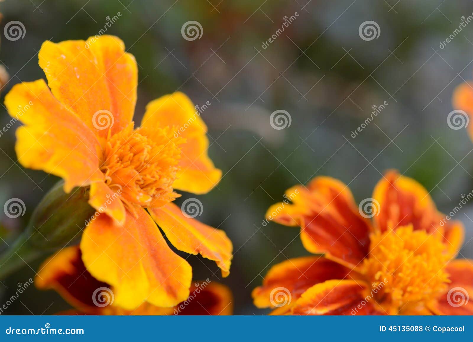 Very Beautiful Bright Orange Flower Stock Photo Image of abstract