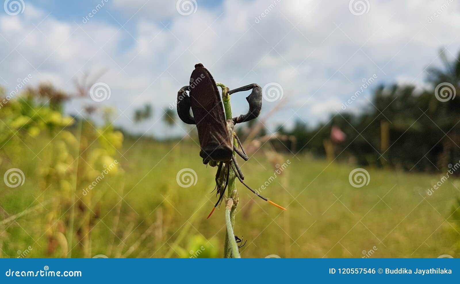 very beautiful bug in sri lanaka