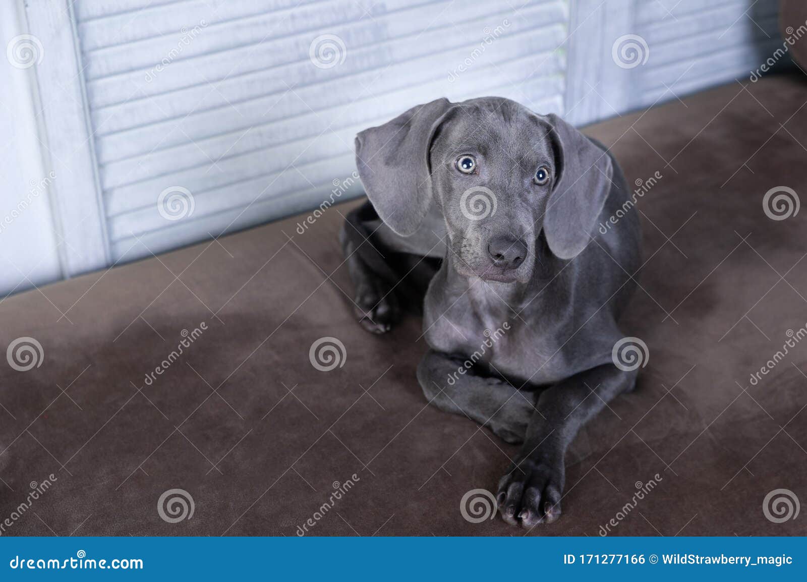 Very Beautiful Dog Blue Weimaraner Breed Space For Text Luxury Chic Dog Stock Photo Image Of Animal Beauty 171277166
