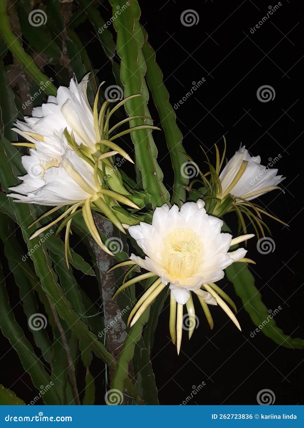 Very Beautiful Dragon Fruit Flowers Bloom at Night Stock Photo Image