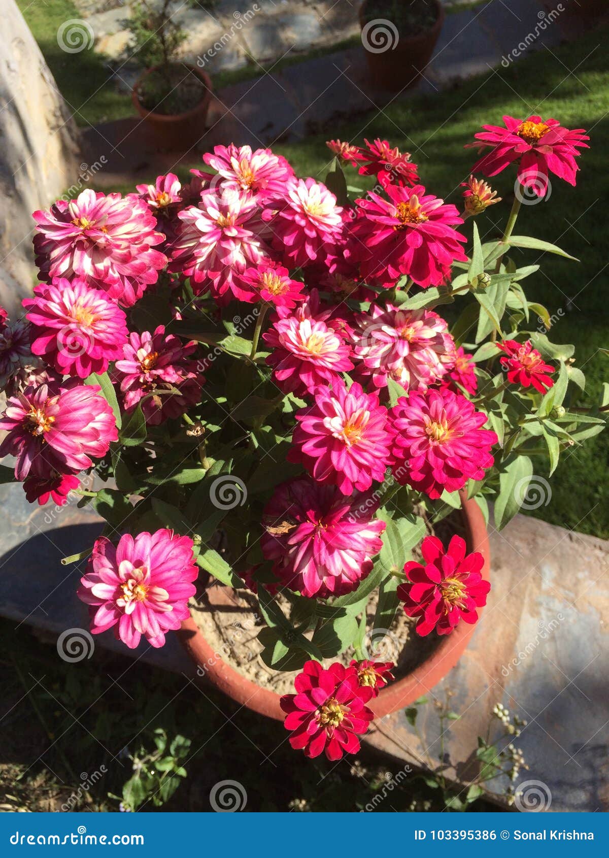 very beautiful flower found in garden